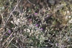 Vernonia cinerea